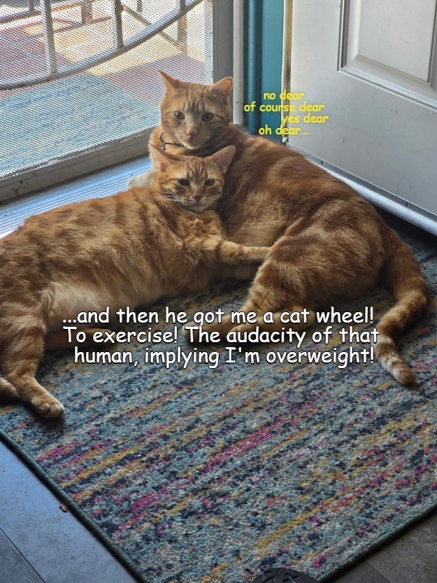 Cheezburger Image 10638697728