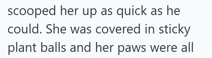 scooped her up as quick as he could. She was covered in sticky plant balls and her paws were all
