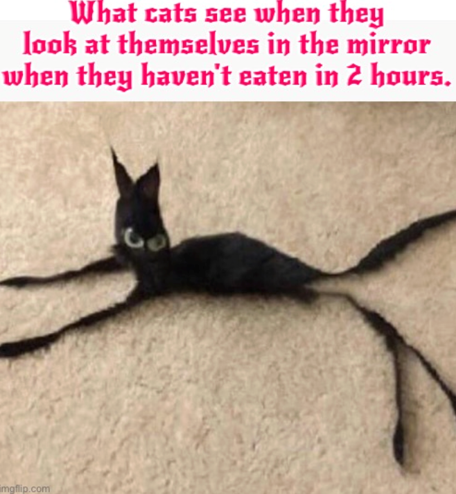 What cats see when they look at themselves in the mirror when they haven't eaten in 2 hours. imgflip.com