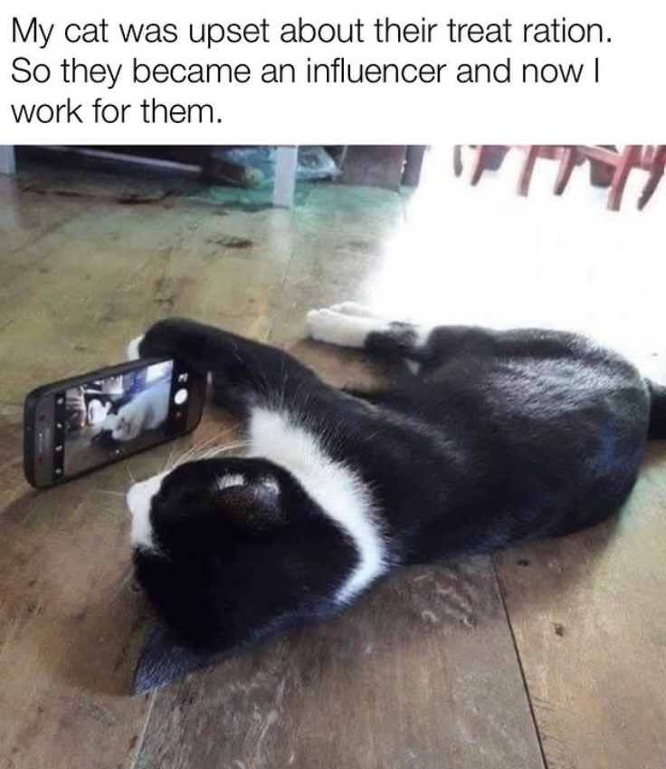 My cat was upset about their treat ration. So they became an influencer and now I work for them.