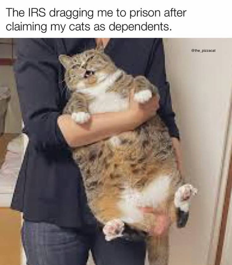 The IRS dragging me to prison after claiming my cats as dependents. @the_pizzacat