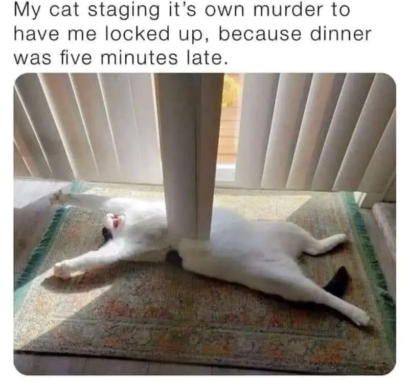 My cat staging it's own murder to have me locked up, because dinner I was five minutes late.