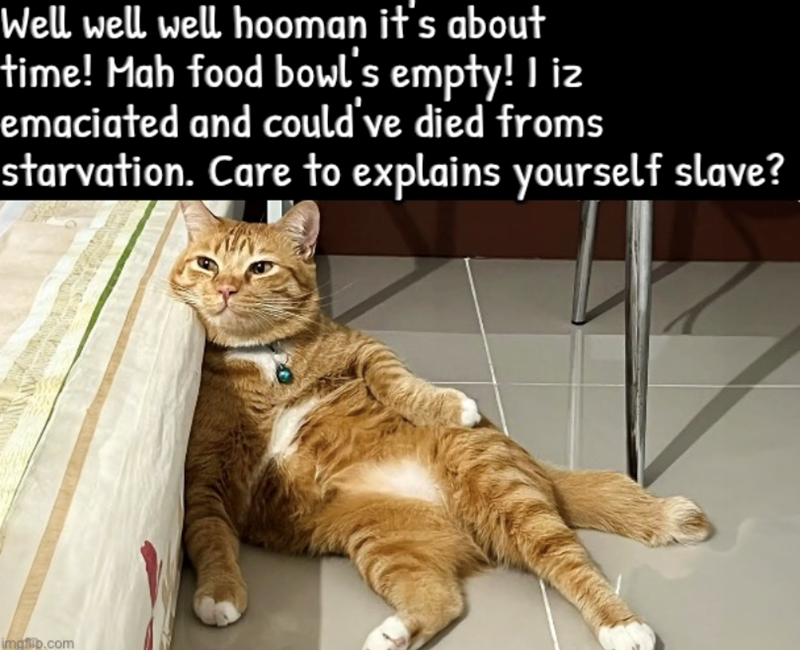 Well well well hooman it's about time! Mah food bowl's empty! I iz emaciated and could've died froms starvation. Care to explains yourself slave? imglib.com