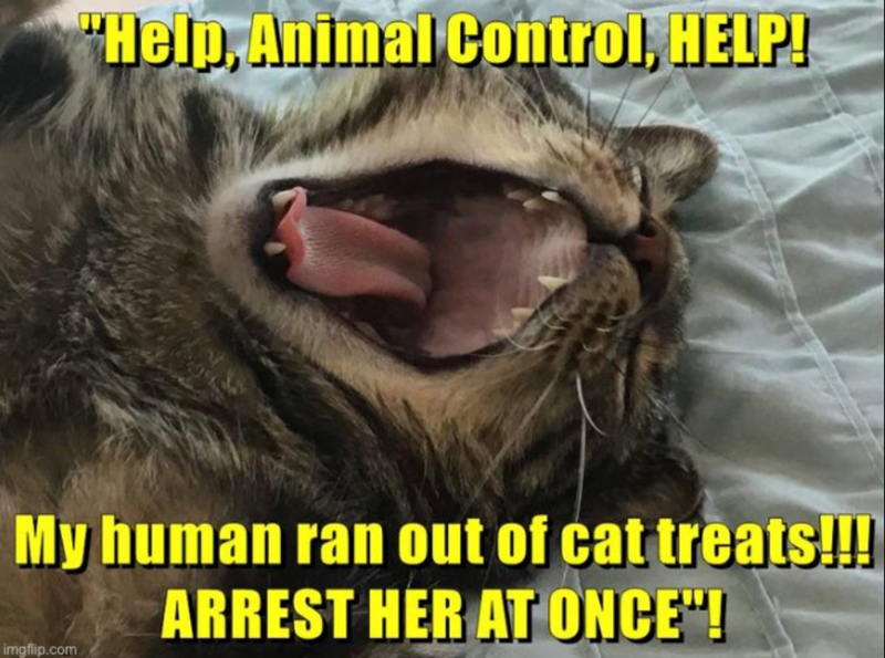 "Help, Animal Control, HELP! My human ran out of cat treats!!! ARREST HER AT ONCE"! imgflip.com