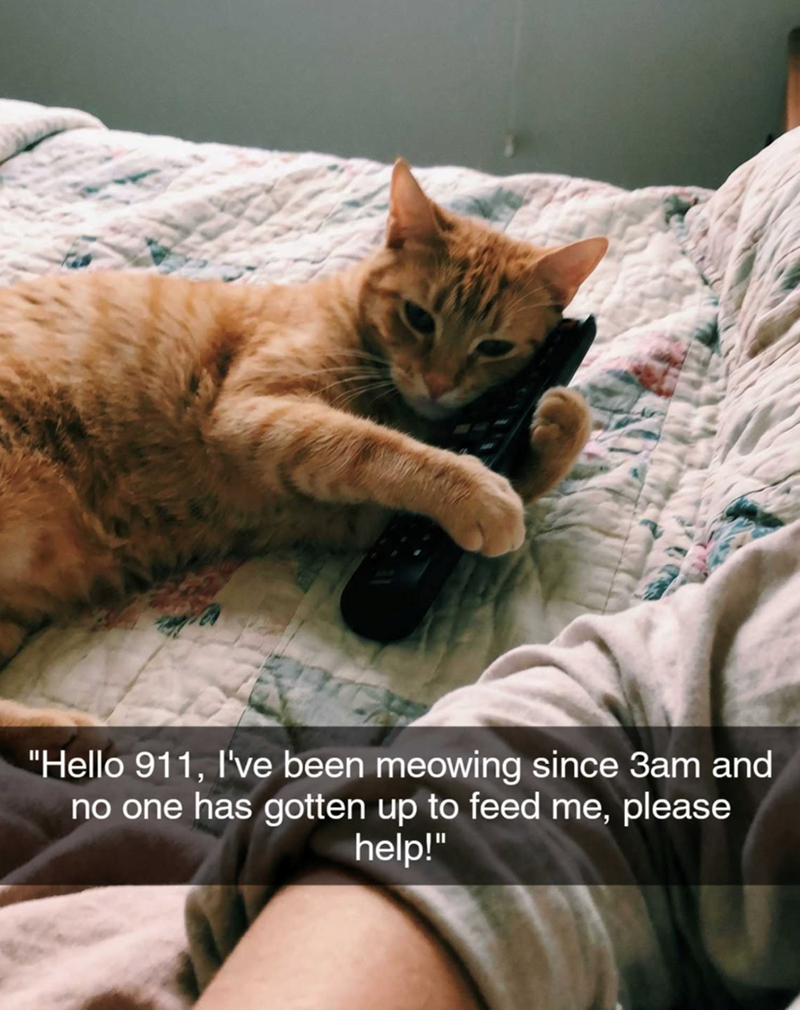 "Hello 911, I've been meowing since 3am and no one has gotten up to feed me, please help!"