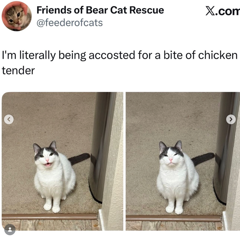 Friends of Bear Cat Rescue @feederofcats X.com I'm literally being accosted for a bite of chicken tender <