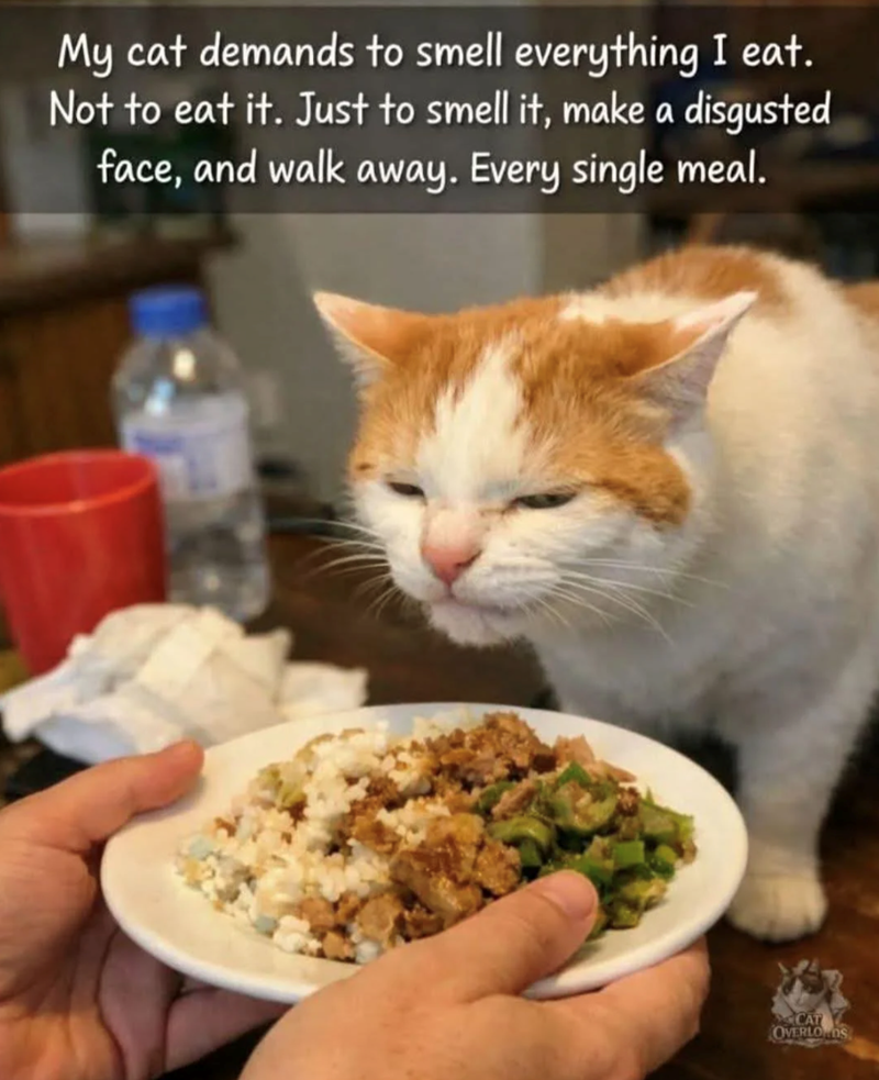 My cat demands to smell everything I eat. Not to eat it. Just to smell it, make a disgusted face, and walk away. Every single meal. CAT OVERLOOS