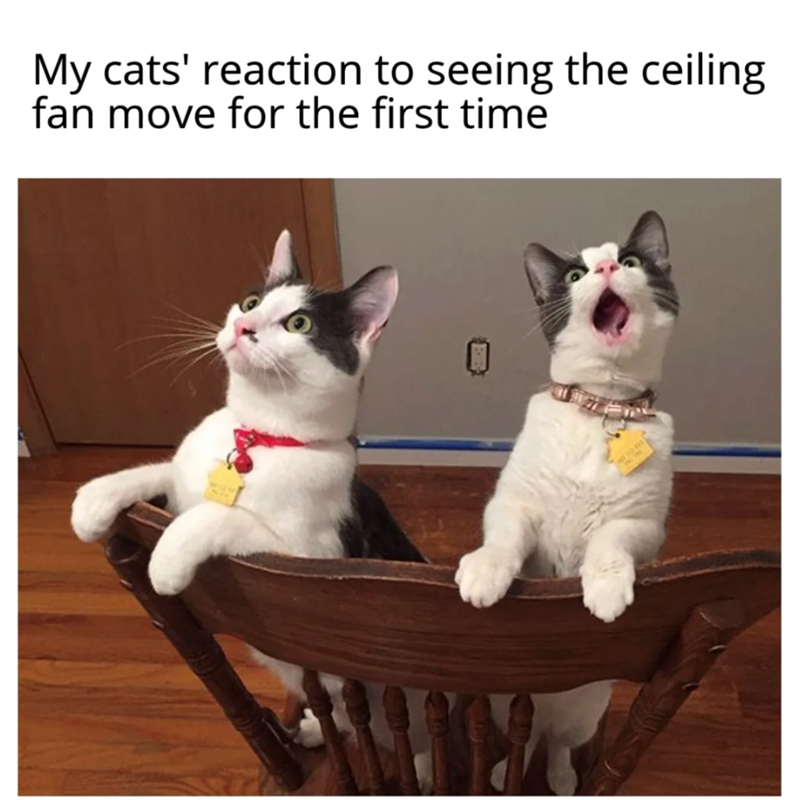 My cats' reaction to seeing the ceiling fan move for the first time 0