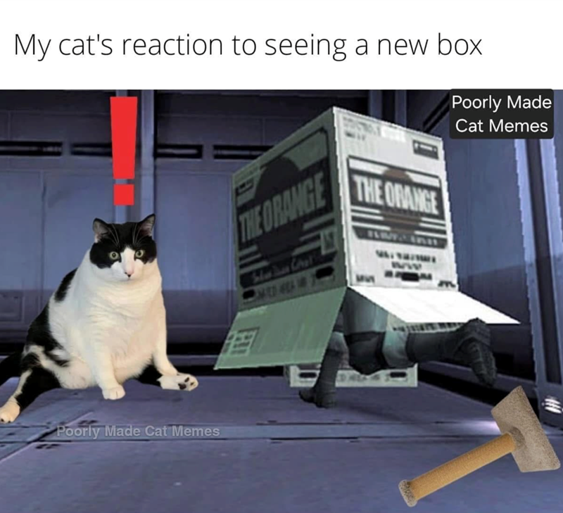 My cat's reaction to seeing a new box THE ORANGE Har her Chat THE ORANGE ww Poorly Made Cat Memes Poorly Made Cat Memes