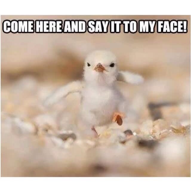 COME HERE AND SAY IT TO MY FACE!