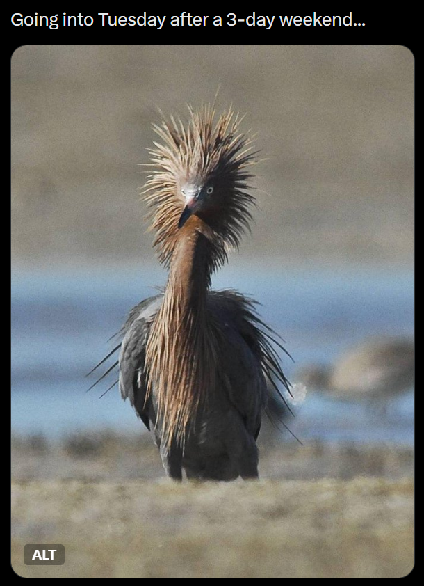 Going into Tuesday after a 3-day weekend... ALT