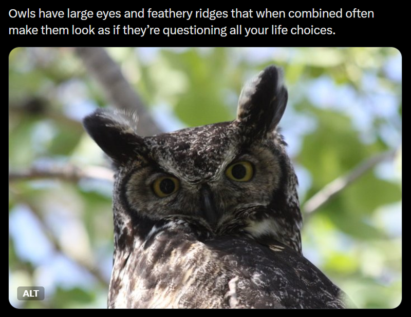 Owls have large eyes and feathery ridges that when combined often make them look as if they're questioning all your life choices. ALT