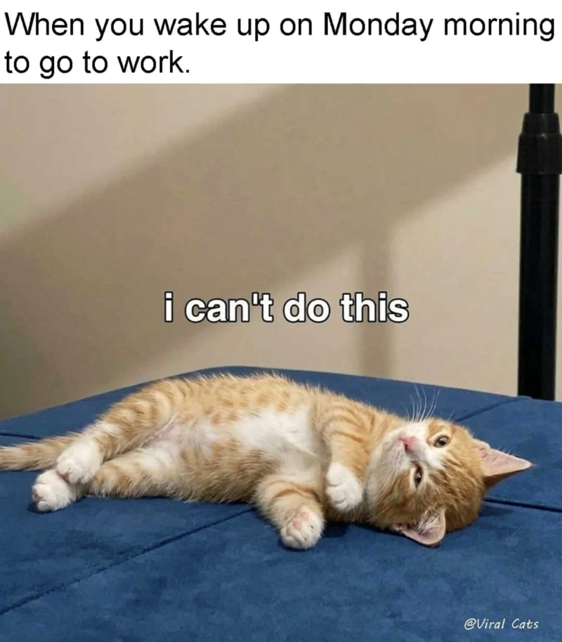 When you wake up on Monday morning to go to work. i can't do this @Viral Cats