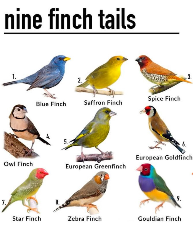 7. nine finch tails 1. 2. Spice Finch Blue Finch Saffron Finch 3. 4. 5. 6. European Goldfinch Owl Finch European Greenfinch Star Finch 8. 9. Zebra Finch Gouldian Finch