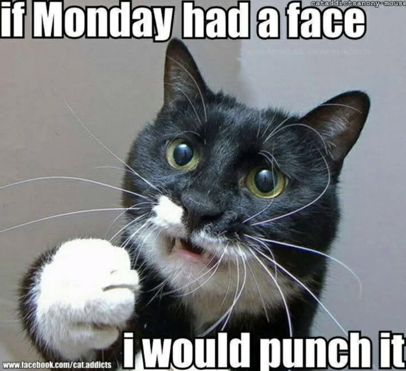 cataddicts anony-mouse if Monday had a face www.facebook.com/cat.addicts i would punch it