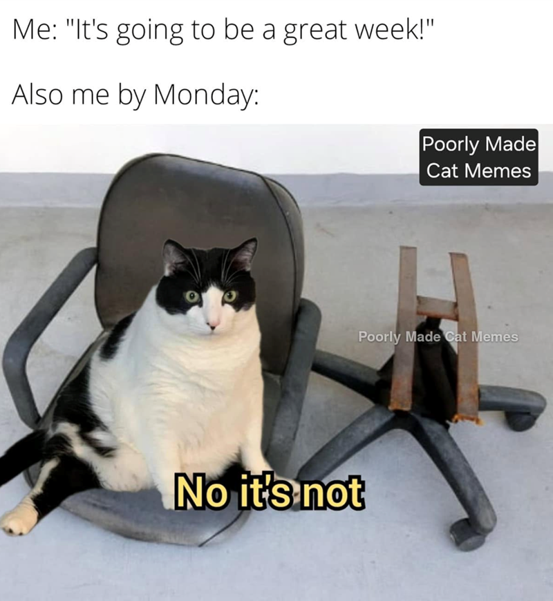 Me: "It's going to be a great week!" Also me by Monday: No it's not Poorly Made Cat Memes Poorly Made Cat Memes