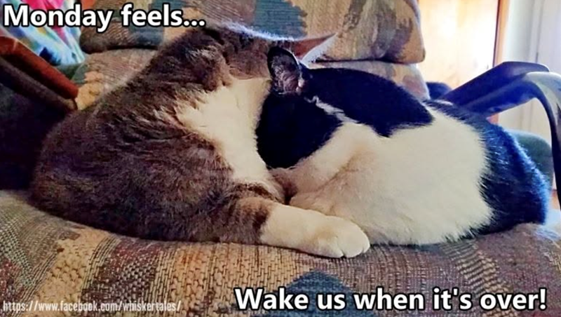 Monday feels... https://www.facebook.com/whiskertales/ Wake us when it's over!