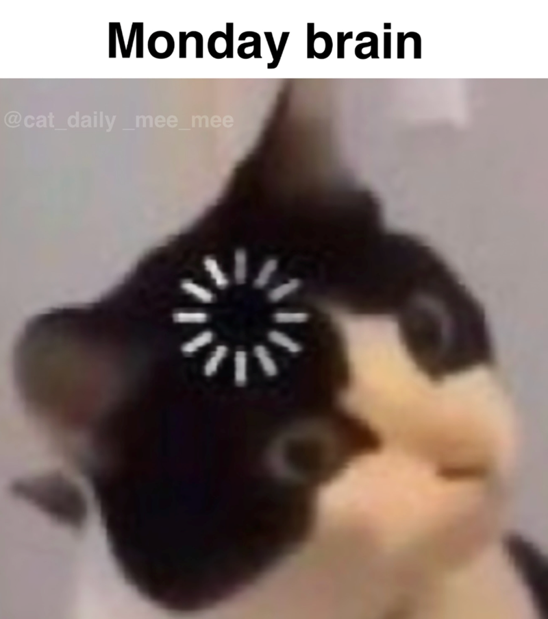 Monday brain @cat_daily_mee_mee