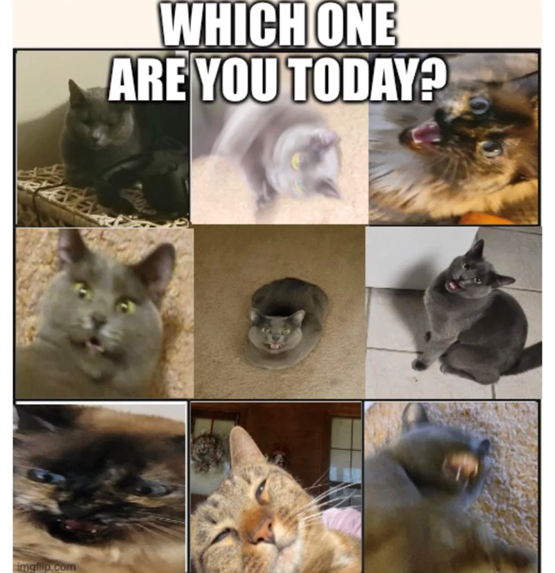imgflip.com WHICH ONE ARE YOU TODAY?