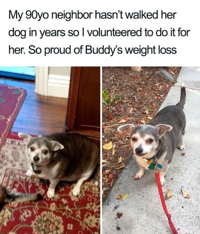 My 90yo neighbor hasn't walked her dog in years so I volunteered to do it for her. So proud of Buddy's weight loss