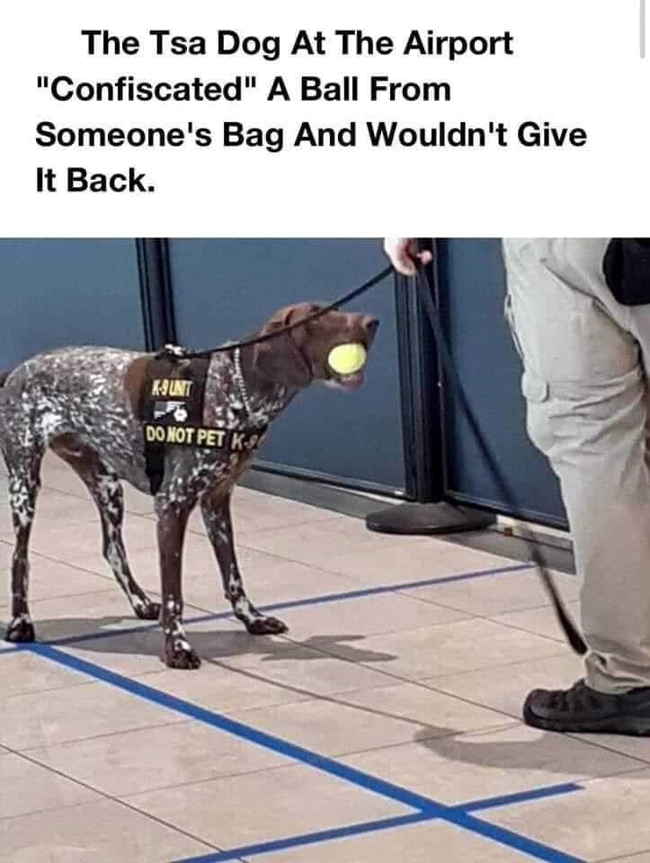 The Tsa Dog At The Airport "Confiscated" A Ball From Someone's Bag And Wouldn't Give It Back. K-9 UNIT DO NOT PET K