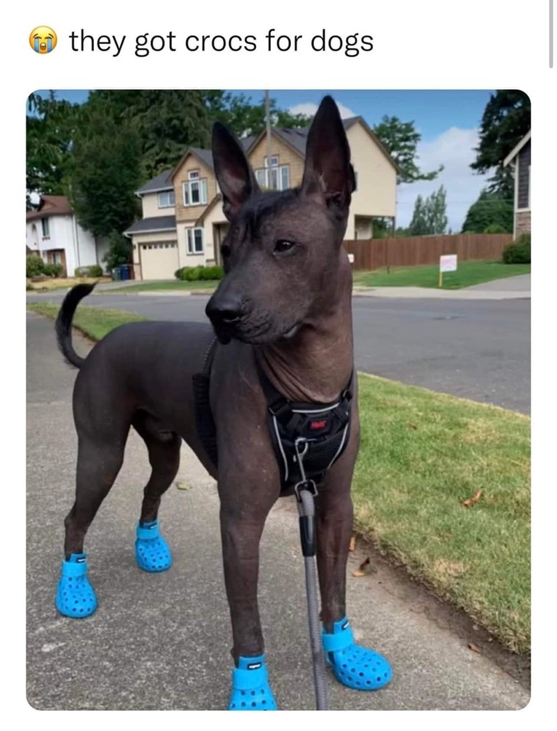 they got crocs for dogs.