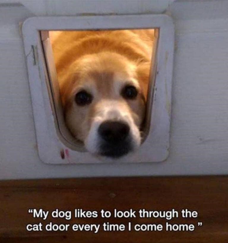 "My dog likes to look through the cat door every time I come home