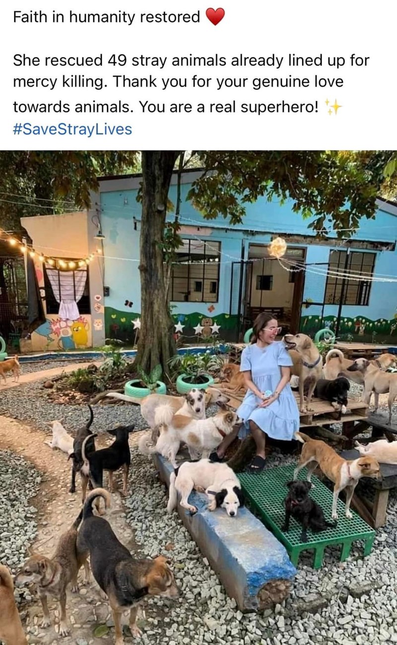 Faith in humanity restored She rescued 49 stray animals already lined up for mercy killing. Thank you for your genuine love towards animals. You are a real superhero! ++ #SaveStray Lives