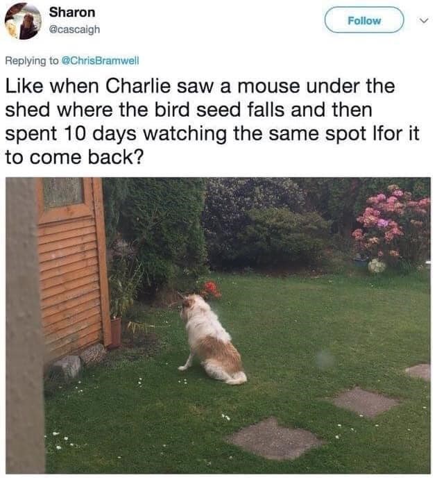 > Sharon @cascaigh Replying to @ChrisBramwell Follow Like when Charlie saw a mouse under the shed where the bird seed falls and then spent 10 days watching the same spot Ifor it to come back?