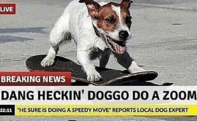 LIVE BREAKING NEWS DANG HECKIN' DOGGO DO A ZOOM 22:11 "HE SURE IS DOING A SPEEDY MOVE" REPORTS LOCAL DOG EXPERT