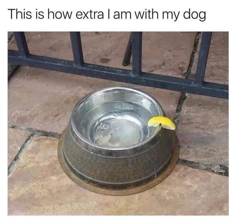 This is how extra I am with my dog