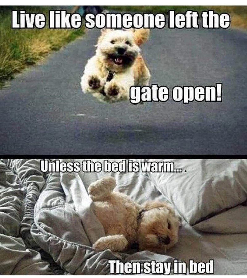 Live like someone left the gate open! Unless the bed is warm... Then stay in bed