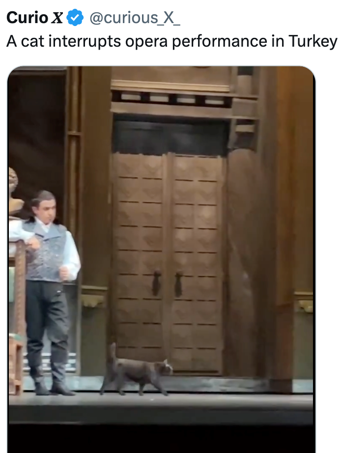 Curio X @curious_X A cat interrupts opera performance in Turkey