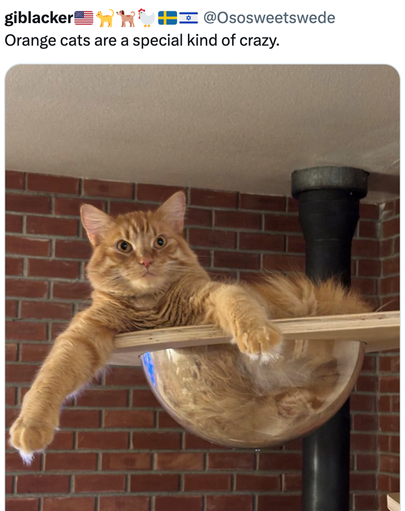 giblacker = @Ososweetswede Orange cats are a special kind of crazy.