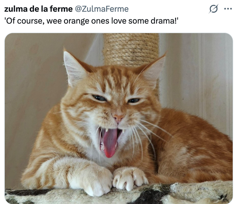 zulma de la ferme @ZulmaFerme 'Of course, wee orange ones love some drama!'