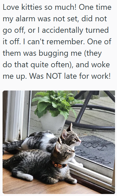Love kitties so much! One time my alarm was not set, did not go off, or I accidentally turned it off. I can't remember. One of them was bugging me (they do that quite often), and woke me up. Was NOT late for work!