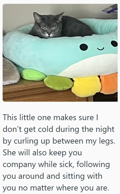 This little one makes sure I don't get cold during the night by curling up between my legs. She will also keep you company while sick, following you around and sitting with you no matter where you are.