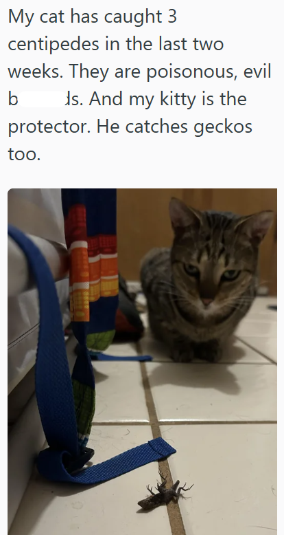 My cat has caught 3 centipedes in the last two weeks. They are poisonous, evil b Is. And my kitty is the protector. He catches geckos too.