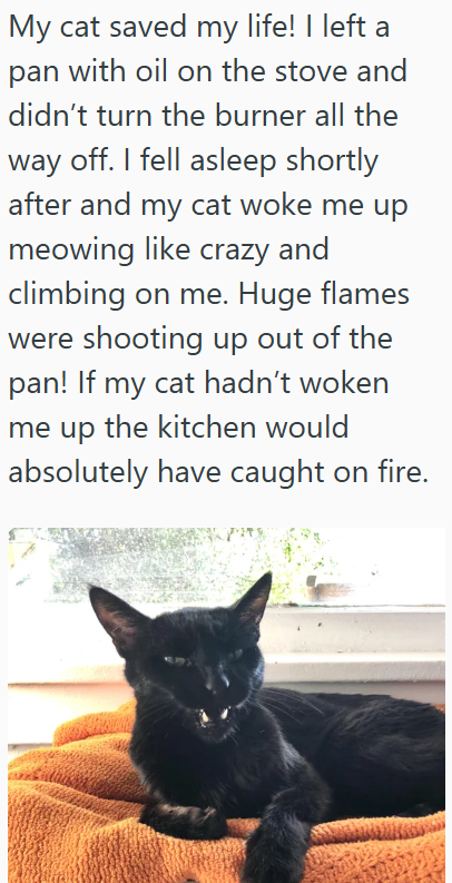 My cat saved my life! I left a pan with oil on the stove and didn't turn the burner all the way off. I fell asleep shortly after and my cat woke me up meowing like crazy and climbing on me. Huge flames were shooting up out of the pan! If my cat hadn't woken me up the kitchen would absolutely have caught on fire.