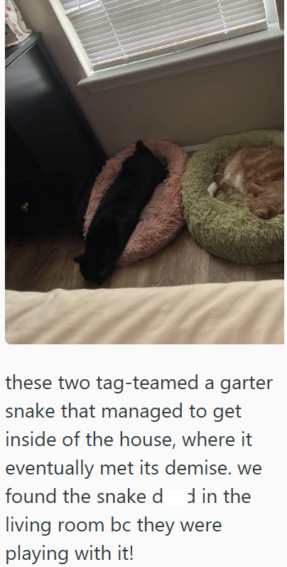these two tag-teamed a garter snake that managed to get inside of the house, where it eventually met its demise. we found the snake dd in the living room bc they were playing with it!