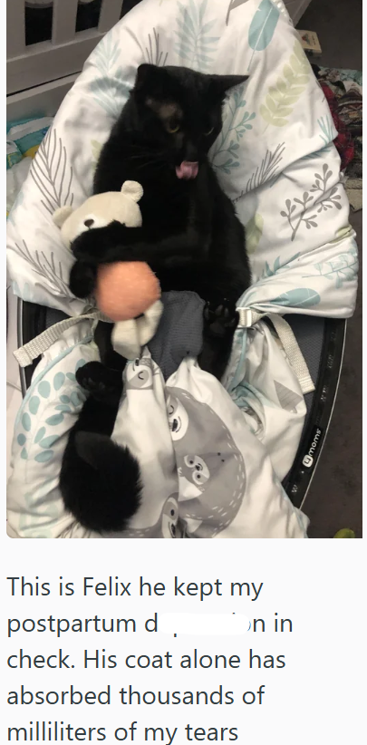 swown This is Felix he kept my postpartum d n in check. His coat alone has absorbed thousands of milliliters of my tears
