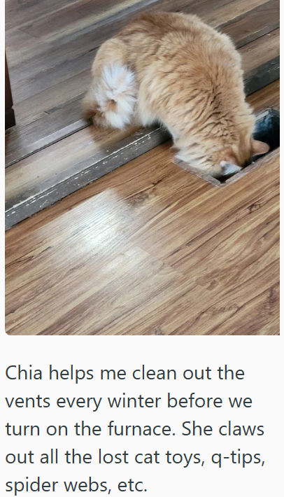 Chia helps me clean out the vents every winter before we turn on the furnace. She claws out all the lost cat toys, q-tips, spider webs, etc.