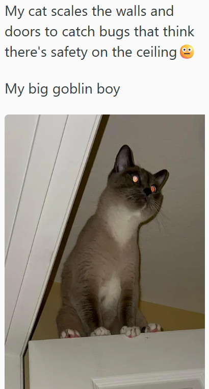 My cat scales the walls and doors to catch bugs that think there's safety on the ceiling My big goblin boy