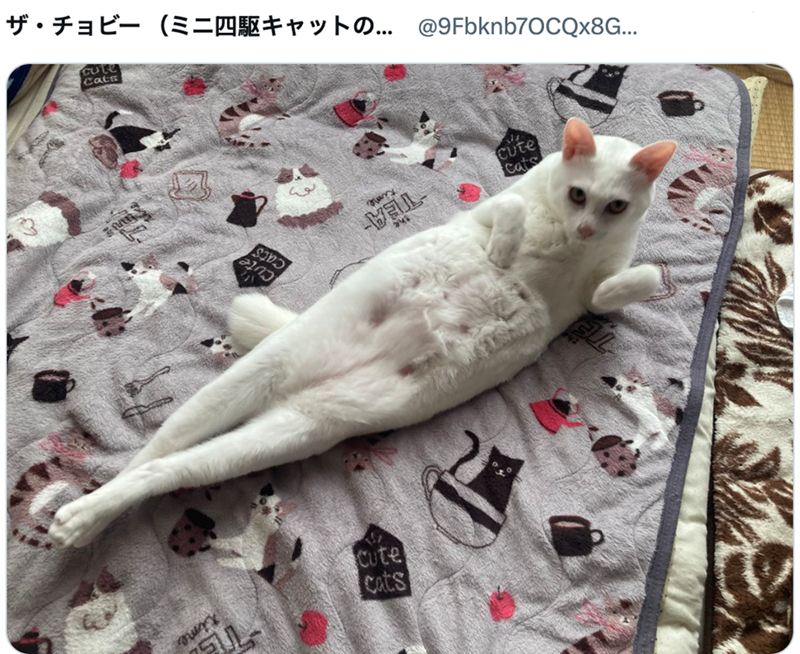 ザ・チョビー(ミニ四駆キャットの... @9Fbknb70CQx8G... cute Cats כנע WELL Cute Cats 241 Cute Cats