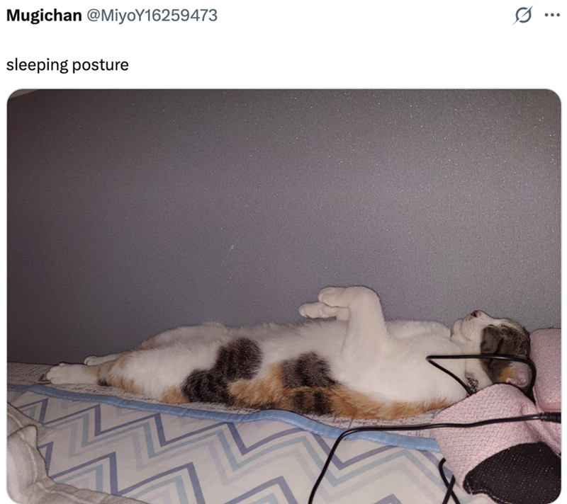 Mugichan @MiyoY16259473 sleeping posture 0 ...