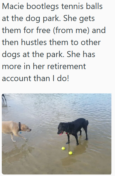 Macie bootlegs tennis balls at the dog park. She gets them for free (from me) and then hustles them to other dogs at the park. She has more in her retirement account than I do!
