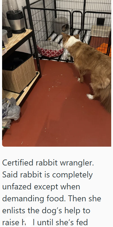 Certified rabbit wrangler. Said rabbit is completely unfazed except when demanding food. Then she enlists the dog's help to raise h until she's fed