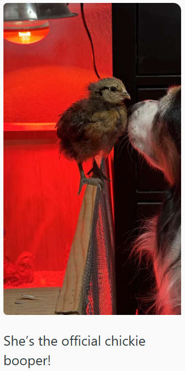 She's the official chickie booper!