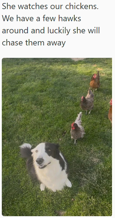 She watches our chickens. We have a few hawks around and luckily she will chase them away
