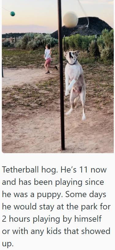 Tetherball hog. He's 11 now and has been playing since he was a puppy. Some days he would stay at the park for 2 hours playing by himself or with any kids that showed up.